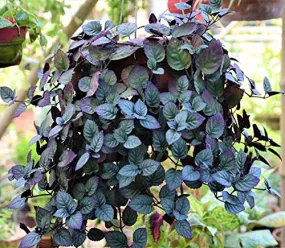 Aiden Gardens Rare Strobilanthes alternata Red Flame ivy waffle plant 1 Healthy Live Plant Suitable for Hanging Plant