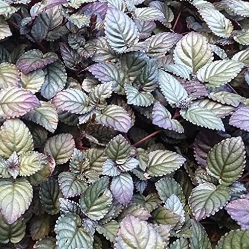 Aiden Gardens Rare Strobilanthes alternata Red Flame ivy waffle plant 1 Healthy Live Plant Suitable for Hanging Plant