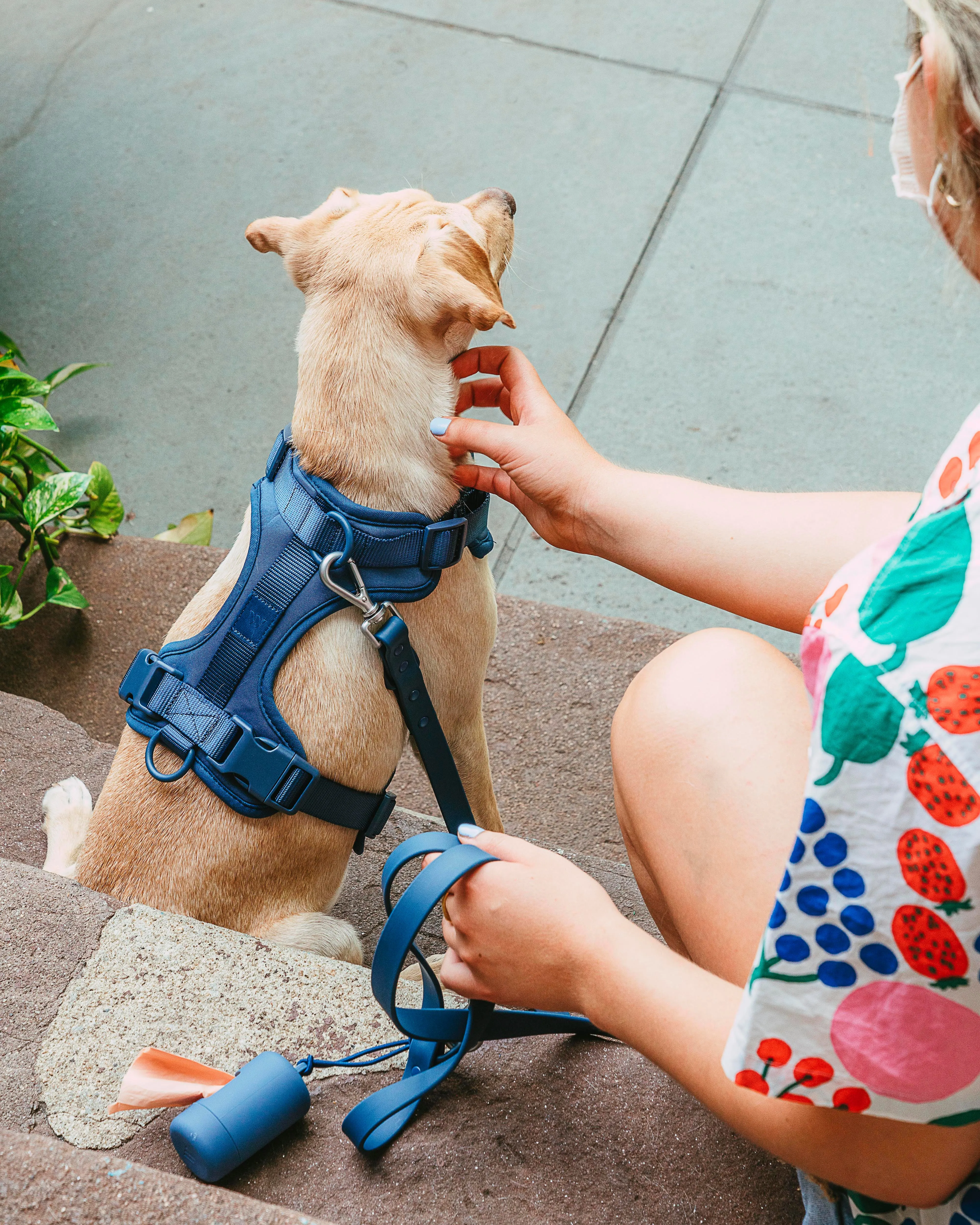 Harness Walk Kit