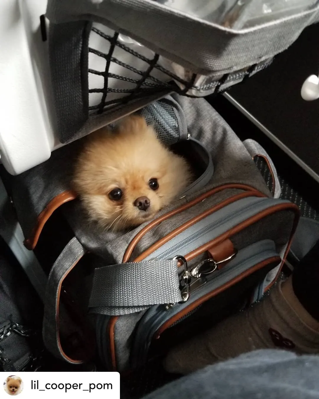 Mr. Peanut's Gold Series Airline Compliant Pet Carrier