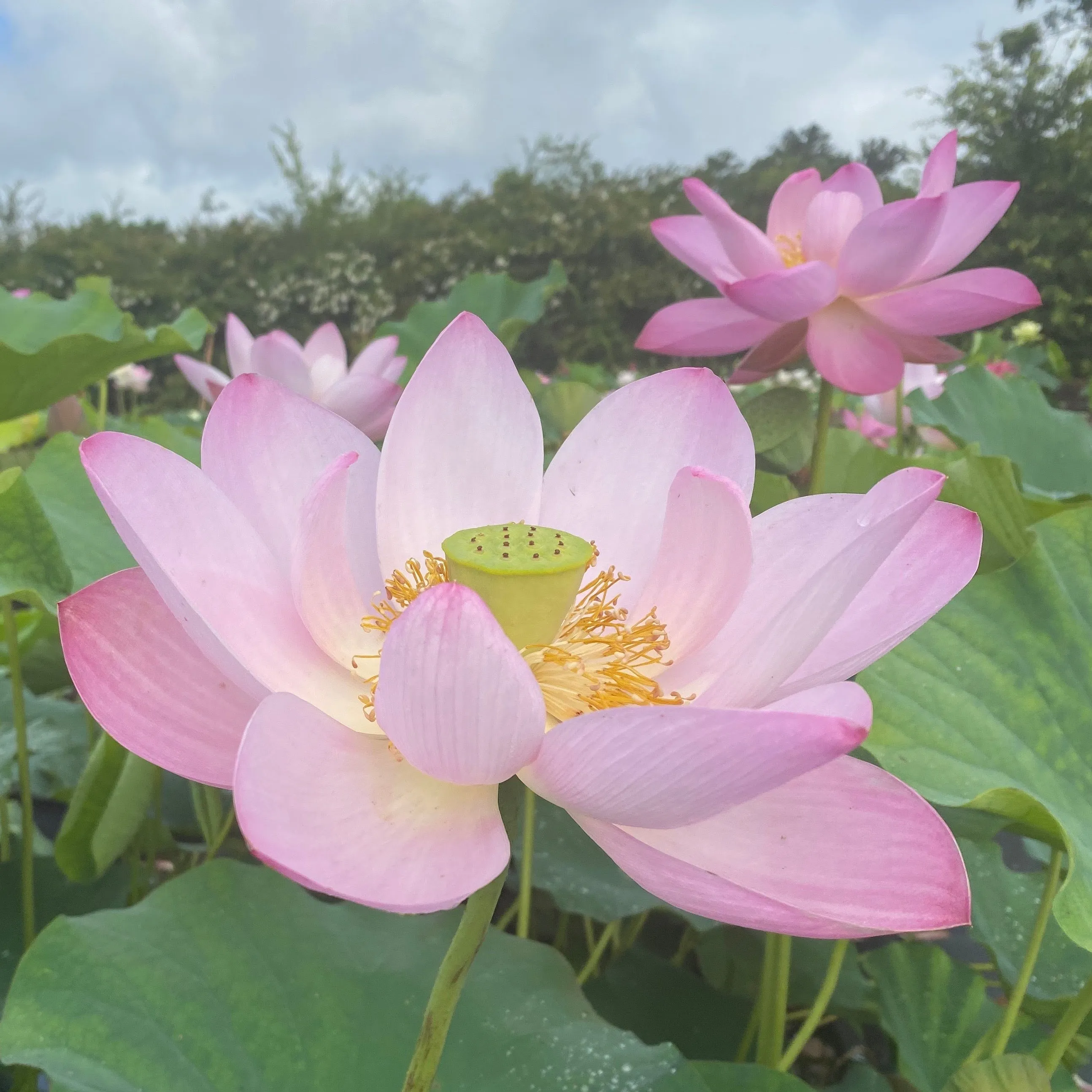 Pink-A-Licious Lotus  <br>  Tall / Heavy blooming!